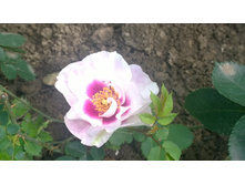 WP 20170704 12 46 44 Pro.jpg