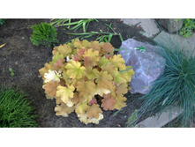 WP 20170709 12 43 05 Pro.jpg