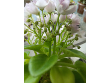 ������ �����������. ����������� �.����������