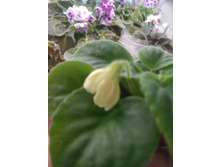 IMG 20170710 135905.jpg