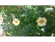 WP 20170630 11 59 05 Pro.jpg