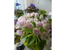 ������ �����������. ����������� �.����������