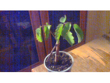 �������� ��������.jpg