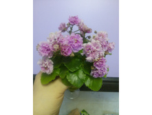 Sassy Sister (S. Sorano)