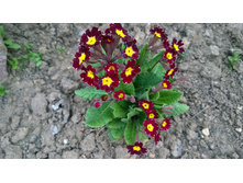 WP 20170520 19 45 58 Pro.jpg