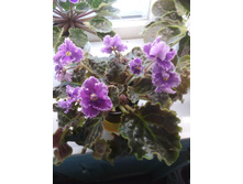 IMG 20170702 102135.jpg