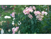 WP 20170728 20 29 33 Pro.jpg