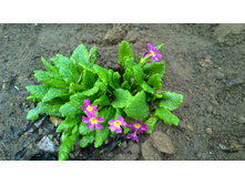 WP 20170508 11 53 37 Pro.jpg