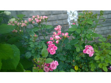 WP 20170728 20 27 59 Pro.jpg