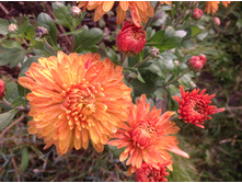 ���������� ���������