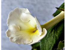 Texas Polar Bear.jpg (���� ����) - 100 ���