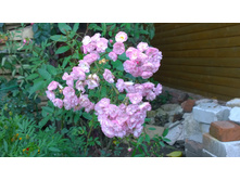 WP 20170914 11 28 35 Pro.jpg