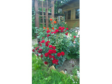 WP 20170811 16 30 30 Pro.jpg