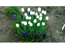 WP 20170527 09 48 09 Pro.jpg