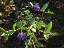 �������� �������� �����