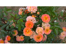 WP 20170721 09 17 21 Pro.jpg