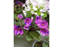 Optimara Little Hopi II. ����������� Holtkamp