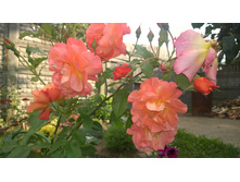 WP 20170811 16 30 02 Pro.jpg