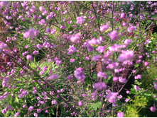 ����������� ������ ���� (��������)