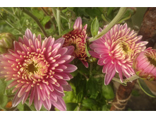 ��������� ���������� "������"