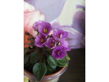 ��-������ ������