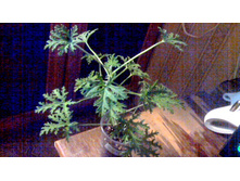 ���������� (��������)