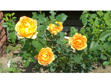 WP 20170820 09 38 36 Pro.jpg