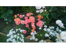 WP 20170728 20 28 28 Pro.jpg