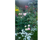 WP 20170728 20 25 21 Pro.jpg