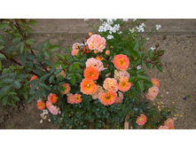 WP 20170721 09 17 21 Pro  highres.jpg