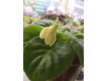 IMG 20170710 135935.jpg