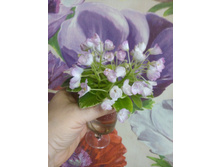 ������ �����������. ����������� �.����������