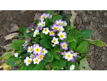 WP 20170502 18 42 14 Pro.jpg