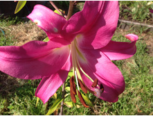 ����� ����� ����