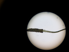 ������ �����