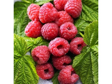 ������ ���������� (���)+