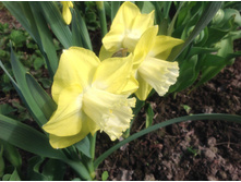 ������� ���� �����