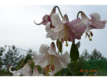 5782f44b15695 dsc0493.JPG