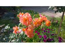 WP 20170820 09 42 17 Pro.jpg