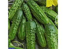 ������ ���� ���� F1 23,00