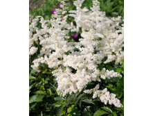 ��������� (���-17�)*