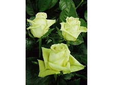 ���� ���� (GREEN FASHION).jpg