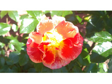 WP 20170713 09 31 50 Pro.jpg