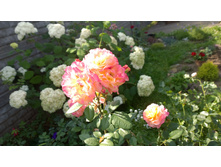 WP 20170820 09 48 01 Pro  highres.jpg