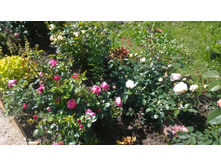 WP 20170713 09 38 08 Pro.jpg