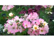 WP 20170811 16 31 26 Pro.jpg