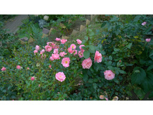 WP 20170914 11 58 12 Pro  highres.jpg