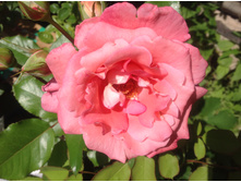 ���� �������