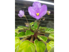 Winnie the Pooh' ('����� �� ���') (S.Sorano)