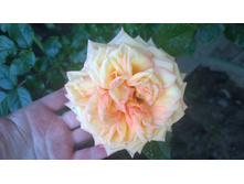 WP 20170712 18 41 37 Pro.jpg